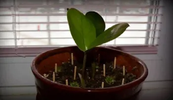 Si tu planta se está muriendo clava cerillas en la tierra; otros trucos 