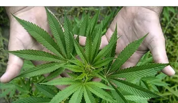 El estado de Nueva York legaliza la marihuana