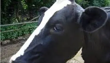 Canadá reporta caso de encefalitis bovina 