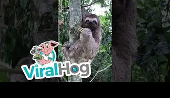 Amor con amor se paga; tierno gesto de un perezoso con el hombre que lo salva de morir
