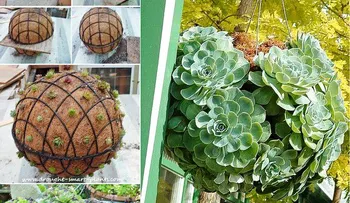 Cómo hacer esferas de suculentas para tu jardín
