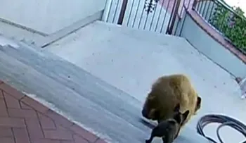 ¡Cuidado con el perro! Un valiente bulldog francés no tiene le tiene miedo a los osos