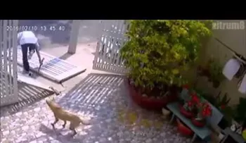 Karma instantáneo: Un intento de robo termina con un tobillo roto
