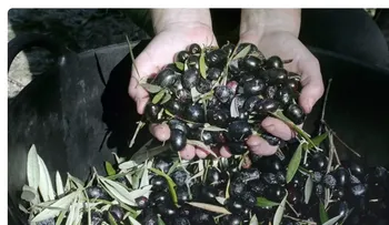 Aceite y vino de España celebran fallo contra aranceles de Estados Unidos