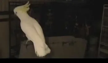 Cacatua bailando (Video)