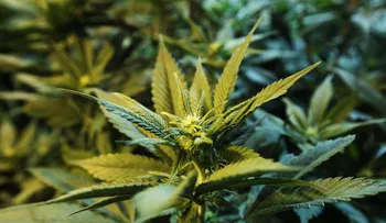 Componente del cannabis evita expansión del cáncer