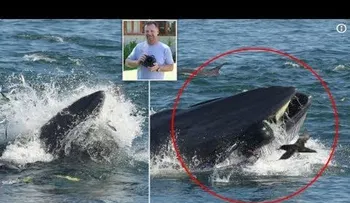 Ballena se traga un buzo y lo tira vivo en una playa