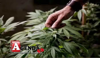 ONU: El consumo mundial de drogas se estabilizó