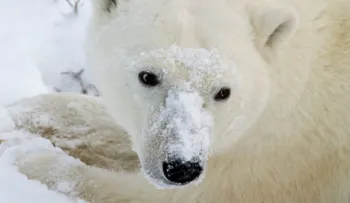 La dramática imagen de un oso polar muriendo de hambre en un Ártico sin nieve