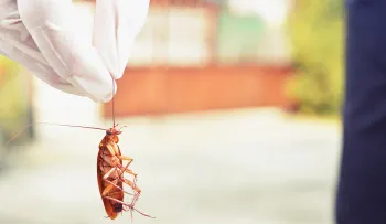 Repeler cucarachas con hojas de laurel y otras hierbas