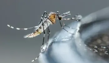 Desarrollan un potente antiviral para tratar y prevenir el dengue