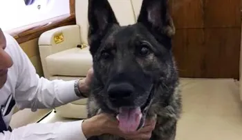 Perro que por error terminó en Japón se reencuentra con su familia