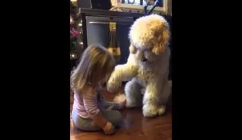 Hermoso momento entre la niña y el perro de la casa (VIDEO)