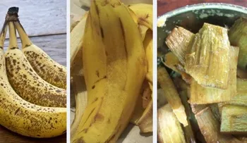 La cáscara de banana para bajar de peso