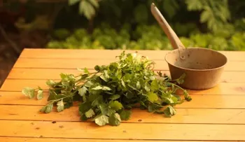 Anótalo: ¿Cómo cultivar cilantro en una taza? 