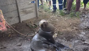 Rescatan a un lobo marino que fue amarrado a un árbol, pero...