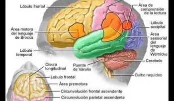 Los doctores Amaury García y Héctor Guerrero Heredia explican lóbulos del cerebro y sus funciones 
