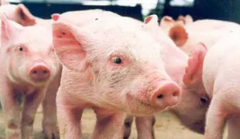 Detectan 14 brotes de peste porcina en RD que obliga sacrificar 770 cerdos