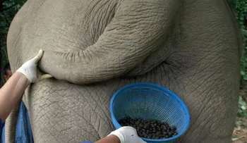 El delicioso café del excremento de elefante 