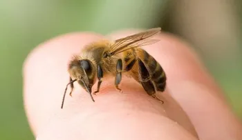 Descubren veneno de abeja cura el Sida