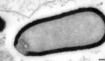 Descubren unos virus gigantes con doble blindaje