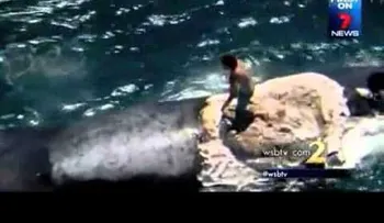 Se subió en una ballena sin saber que esta era la cena para varios tiburones (VIDEO)