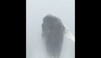 Miraban tranquilos el mar cuando fueron sorprendidos... (VIDEO)