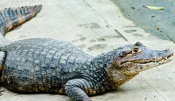 Hallan caimanes comiendo cadáver de un humano en Florida