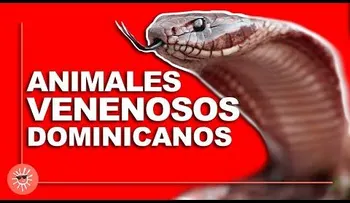 Animales venenosos de República Dominicana