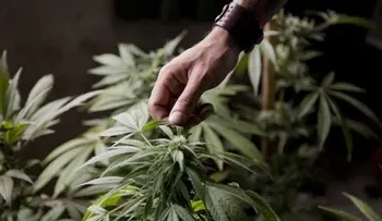 Incautan 55.000 plantas de marihuana a tribu yurok 