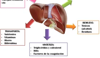El higado graso desaparece ahora mismo consumiendo esta fruta