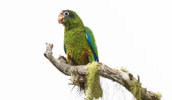 Disminuye población de cotorras y pericos Parque Nacional Montaña La Humeadora
