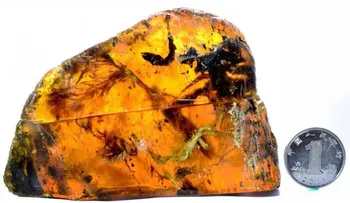 Hallan un fósil de un pájaro prehistórico en una piedra de ámbar
