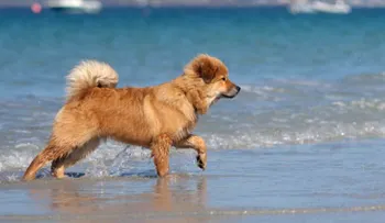 Mascotas: ¿cómo cuidarlas en la playa?