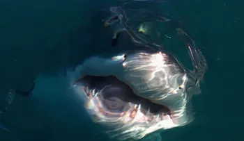 Gran tiburón blanco muere después de tres días de cautiverio
