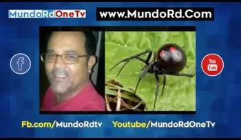 Muere hombre tras ser picado por una araña "viuda negra" (VIDEO)