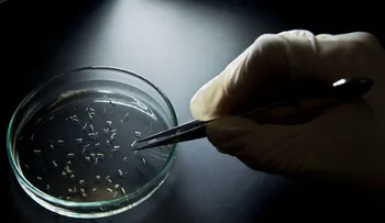 Centros para el Control y Prevención de Enfermedades expanden la lista de países en los que está presente el Zika