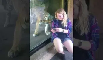 Una mujer embarazada se acerca más de la cuenta a un tigre y ocurre lo inesperado