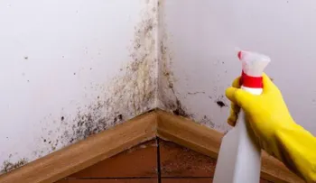 ¿Manchas de humedad en las paredes y techos? ¡Descubre la solución!