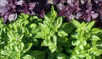 Albahaca combate el envejecimiento; para el insomnio, la fatiga, ansiedad, reduce el dolor de cabeza 