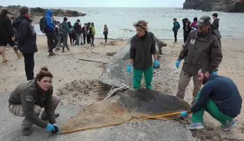 Encuentran 29 kilos de plástico en el estómago de un cachalote en España