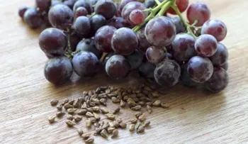 5 beneficios que no sabías de las semillas de uva 