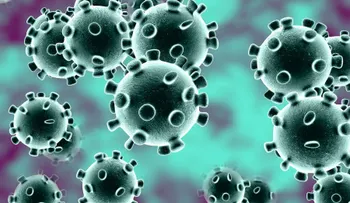 El coronavirus también puede afectar a perros, gatos, pollos, patos, conejos, vacas, caballos y otros animales. Cómo surge el nombre 