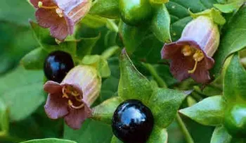 La planta Belladona es efectiva contra el cáncer de próstata, comprueban científicos 