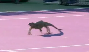 Una iguana detuvo un partido del Masters de Miami y un jugador se sacó una selfie