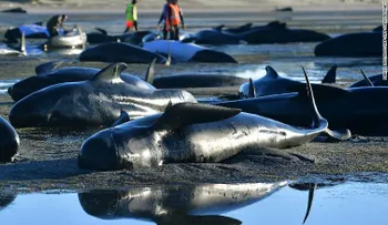 Perforan cadáveres de ballenas encalladas en playa de Nueva Zelandia para evitar que exploten