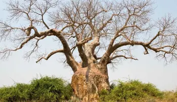 Asocian el cambio climático a la muerte de milenarios árboles baobab