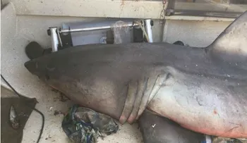 Un gran tiburón blanco saltó dentro del barco de un pescador en Australia