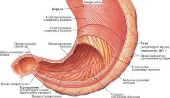 Los microvilos funcionan para la absorción de nutrientes en el tracto gastrointestinal