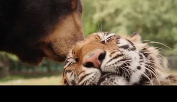 5 relaciones de amistad con animales que no la podrás creer